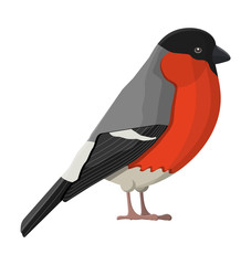 Bullfinch winter bird isolated on white background. Happy new year decoration. Merry christmas holiday. New year and xmas celebration. Vector illustration in flat style