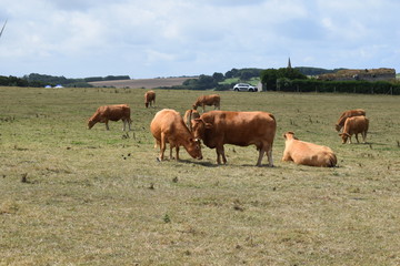 herd of cows grazing in field - 226833917