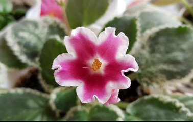 beautiful blooming colorful pink viola with petals in a pot, close up, macro