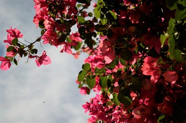 red flowers in the garden