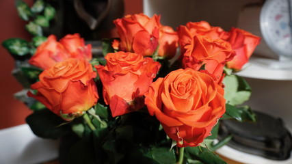 Orange roses closeup