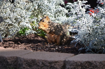 Fototapeta premium Squirrel