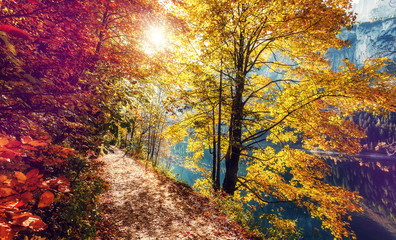 Panele Szklane  Niesamowity las alpejski w słoneczny dzień. Malowniczy obraz bajkowego lasu w nasłonecznionym. Ścieżka turystyczna pod kolorowe liście w jesiennym parku w austriackich Alpach. w pobliżu jeziora Gosausee. Jesienne tło