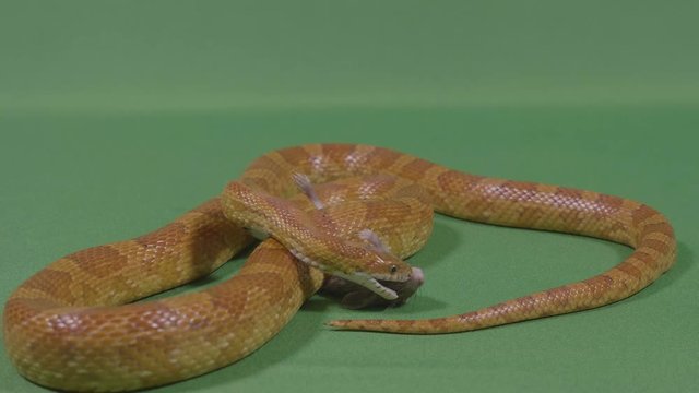 Golden viper snake sniffing his dead rat prey ready to devouring it chroma key in background