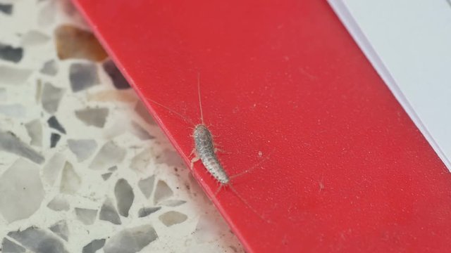 a silverfish is staying on the document folder