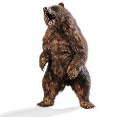 Obraz premium Duży niedźwiedź brunatny stojący w agresywnej postawie na na białym tle. Renderowanie 3d
