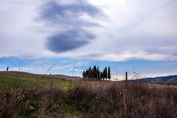 Cipressi