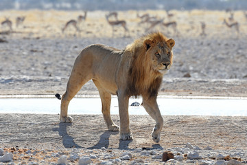 männlicher Löwe trinkt am Wasserloch Gemsbokvlakte im Etosha Nationalpark in Namibia