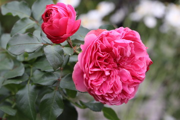 pink rose Leonardo da Vinci in garden