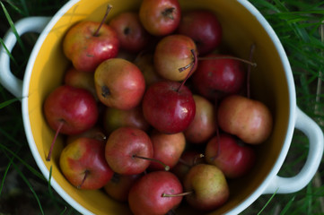 Ripe red small apples in a plate