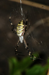 Argiope bruennichi; wasp spider in web, Swiss Alps