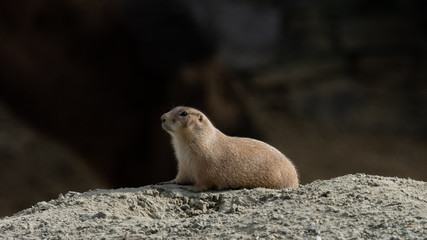 Prairie dog