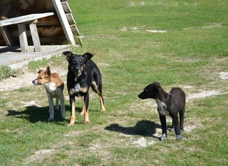 yard dog stands on a green lawn 