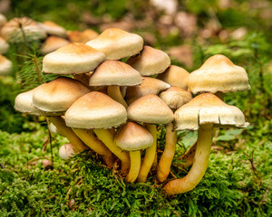 Pilzgruppe im Moos