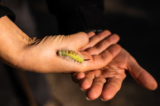 Caterpillar on a hand