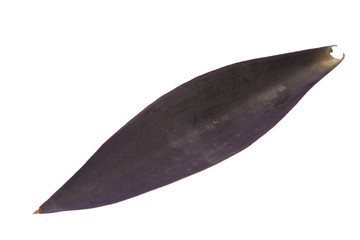 plant leaf isolated on white background