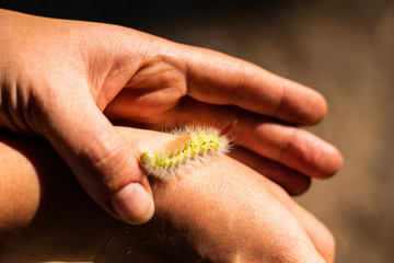 Caterpillar on a hand
