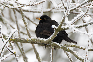 A blackbird in winter, sitting on a snowy and icy branch