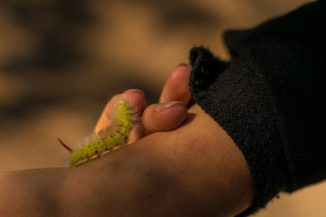 Caterpillar on a hand