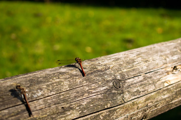 Dragonfly in nature close up