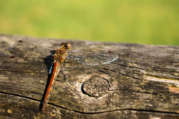Dragonfly in nature close up
