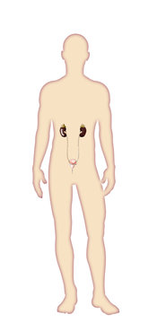Digital watercolor  human body anatomy