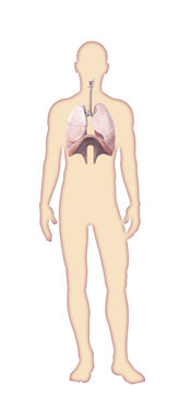 Digital watercolor  human body anatomy