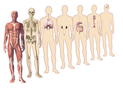 Digital watercolor  human body anatomy