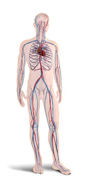 Digital 3d render of human body organs