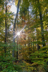 Colourful autumn forest with leaves and trees through which the sun shines as a sun star.