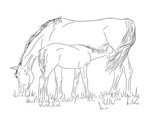 Mare and foal in the pasture.