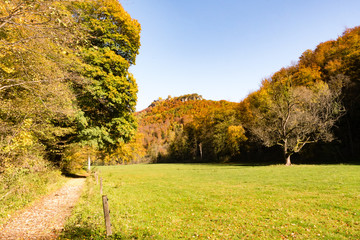 Colourful autumn landscape with forest, meadow and a path