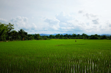 Obraz premium rice fields with hills and mountains in the background
