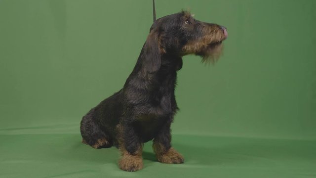 Portrait of cute wirehaired teckel little dog in leash with green background