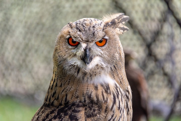 Great horned owl