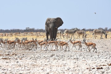 Fototapeta na wymiar Elefantenbulle (loxodonta africana) in Springbockherde im Etosha Nationalpark in Namibia