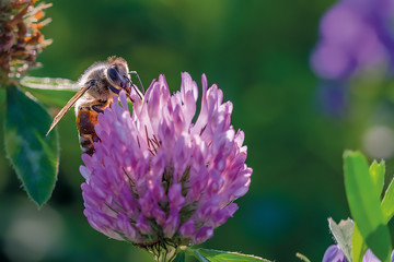 My dream lady -Small bee on a purple clover blossom in the evening sun