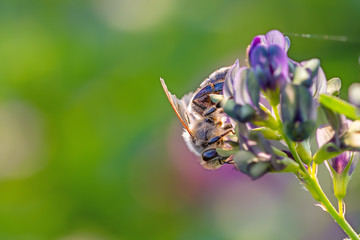 My dream lady - Small bee on a purple clover blossom in the evening sun