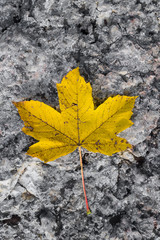Colourful maple leaf on a grey rock 