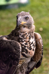 Hawk