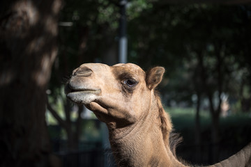 Fototapeta premium Portrait of Local Brown Camel, Abu Dhabi, UAE