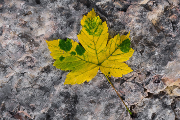 Colourful maple leaf on a grey rock
