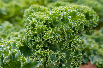 Jardin remarquable l'Escalier &agrave; Brumath, &eacute;t&eacute; 2018