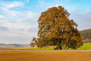autumnal colourful tree behind a mown field