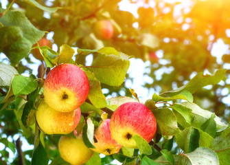 Red apples on the branch. Juicy apples in the garden.