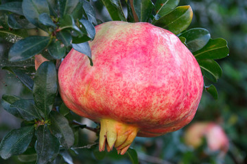 Pomegranate on tree close up