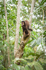 Wild monkey capuchin in the rainforest.