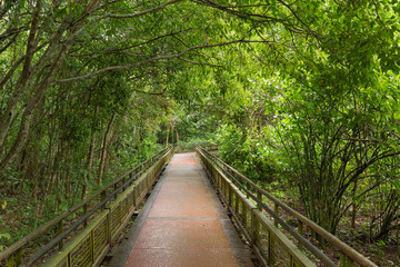 path in the jungle / landscape.