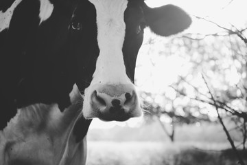 Black and white Holstein closeup for cow portrait.