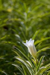 Close up of white flower (Cascabela thevetia)